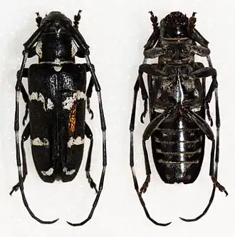 Cyriotasiastes rhetenor