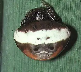 Cyrtarachne nagasakiensis