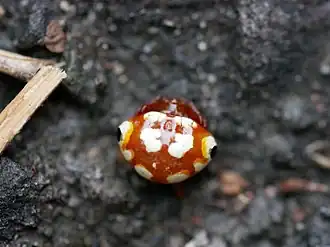 Cyrtarachne yunoharuensis