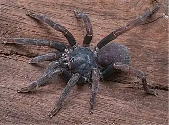 Cyrtogrammomma monticola