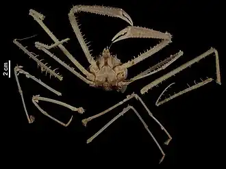 Cyrtomaia micronesica