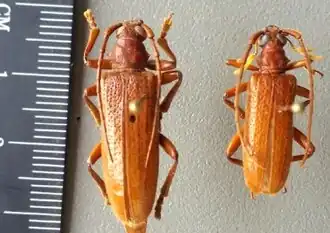 Cyrtonops punctipennis