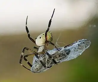 Cyrtophora moluccensis