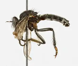 Cyrtopogon maculipennis