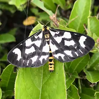 Cystidia truncangulata