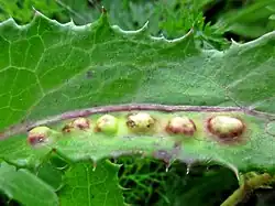 Melkdistelpokgal van de galmug Cystiphora sonchi op melkdistel