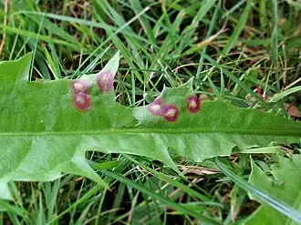 Paardenbloemvlekgalmug