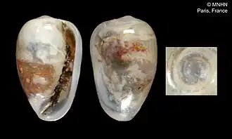 Cystiscus havannensis