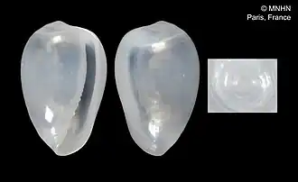 Cystiscus vavauensis