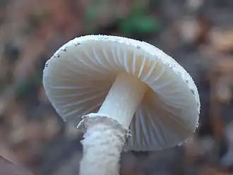 Kleine poederparasol