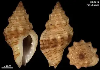 Cytharomorula grayi