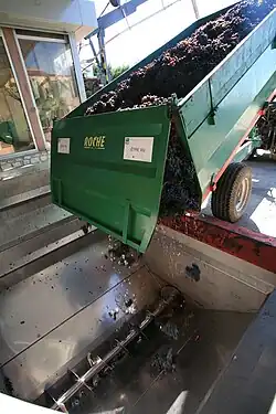 Kneuzen van de druiven