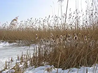 Riet-associatie (winteraspect)