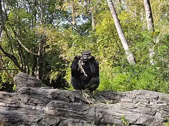Een westelijke laaglandgorilla in het Gorilla Falls-gedeelte