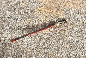 Megalagrion heterogamias