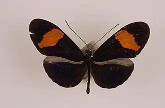 Heliconius vulcanus