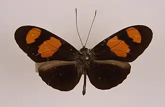 Heliconius xenoclea