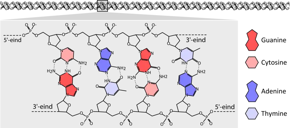 Een klein deel van een DNA-molecuul. De DNA-helix (bovenaan) bestaat uit twee ketens van desoxyribosefosfaat, waaraan vier soorten nucleobasen vastzitten. De nucleotiden van beide ketens vormen waterstofbruggen met elkaar.