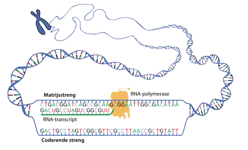 Schematische voorstelling van de transcriptie van het DNA (blauw) naar mRNA (groen). Het enzym RNA-polymerase schuift langs de DNA-keten en zorgt voor polymerisatie van de nucleotiden op basis van de complementaire matrijsstreng.