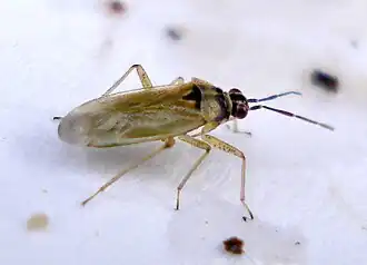 Dicyphus annulatus