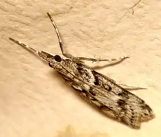 Eudonia angustea