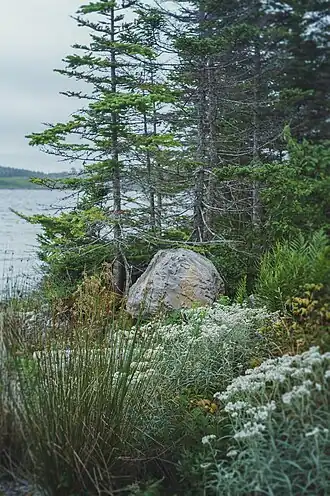 Een rotsblok aan de door verschillende plantensoorten begroeide oevers van het meer