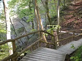 Vlonderpad door het beukenbos.