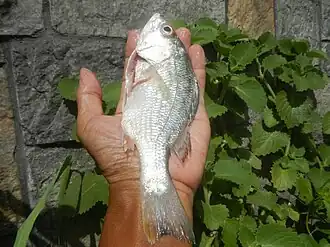 Acanthopagrus pacificus