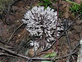 Gespleten franjezwam