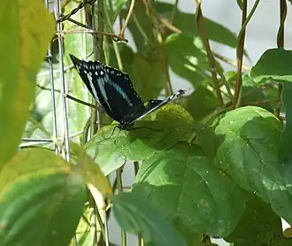 Hypolimnas antevorta