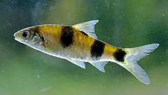 Puntius srilankensis