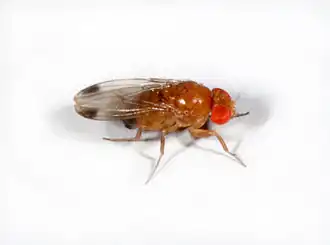 Drosophila suzukii: enkele vlek op vleugel.