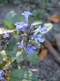 Ajuga reptans 'Atropurpurea'