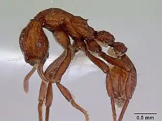 Dacetinops concinnus