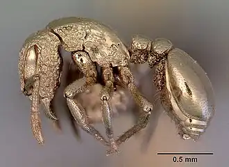 Dacetinops darlingtoni