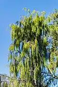 Dacrydium cupressinum