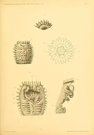 Dactylanthus antarcticus