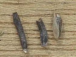 Door moederkoren aangetaste vruchten.