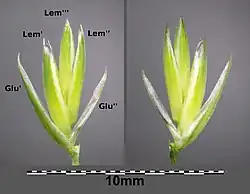 Aartje van IJle kropaar