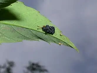 Dactylispa subquadrata
