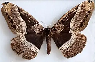 Dactyloceras bramarbas