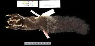 Dactylopsila megalura