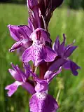 Dactylorhiza elata