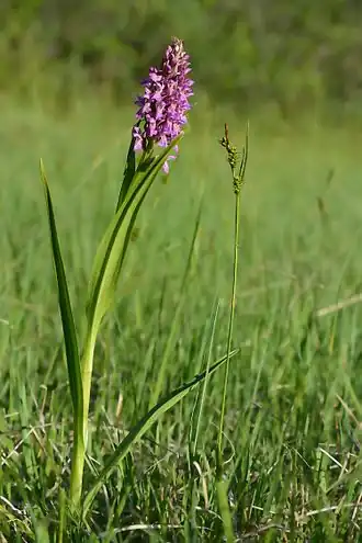Vleeskleurige orchis