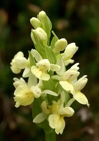 Dactylorhiza insularis