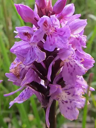 Dactylorhiza maculata subsp. savogiensis