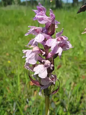 Smalle orchis