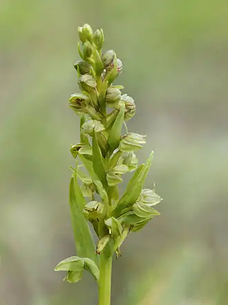 Groene nachtorchis