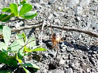 Heptagenia longicauda