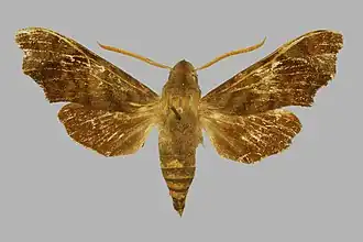 Dahira niphaphylla